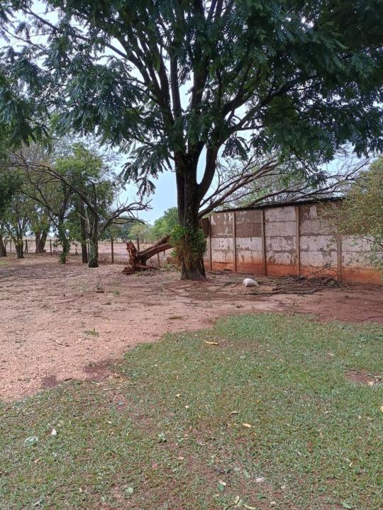 Foto 3 de 4 — Prefeitura retoma remoção de árvores caídas após temporal em Araraquara